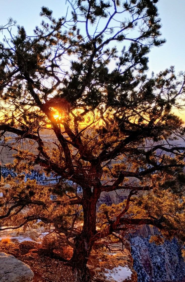 Grand-Canyon-sunset-behind-spindly-tree